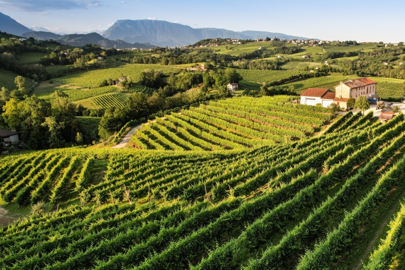 Vineyards